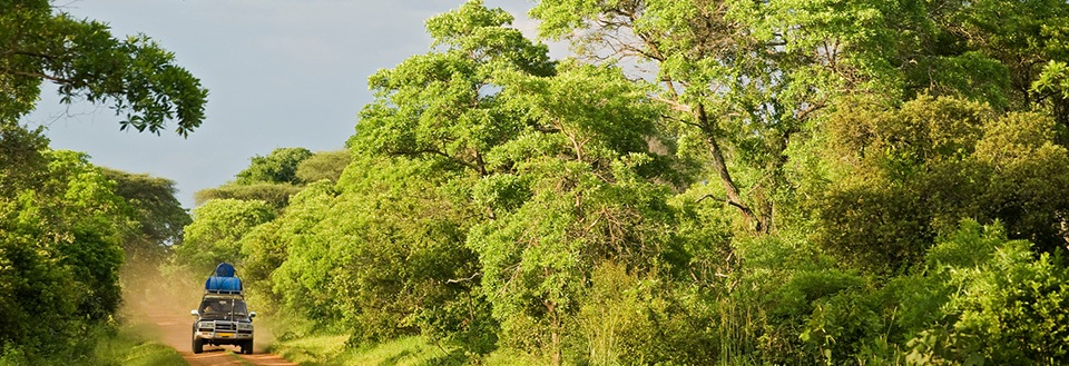 En bil kører på en jordvej omgivet af frodig grøn skov under en solrig himmel.