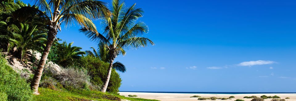 Tropisk strand med palmer under en klar blå himmel.