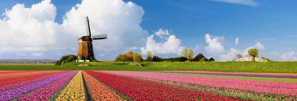 Typisk hollandsk vindmølle omgivet af farverige tulipanmarker under klar blå himmel.